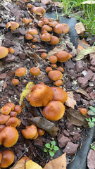 Galerina marginata