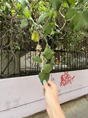 Abutilon grandifolium