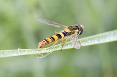 Sphaerophoria philanthus