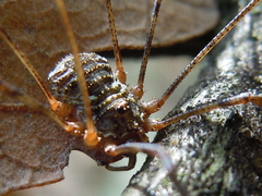 Lacinius dentiger