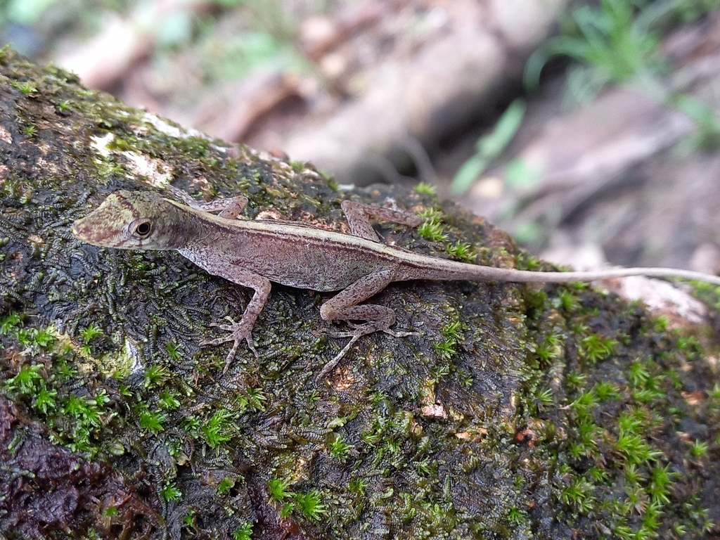 Blotchbelly Anole