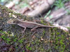 Blotchbelly Anole photo 3