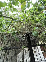 Abutilon grandifolium