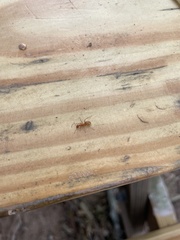 Formica pallidefulva
