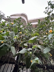 Abutilon grandifolium