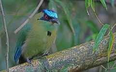 Momotus aequatorialis