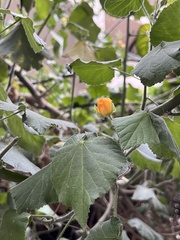 Abutilon grandifolium