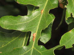 Pseudoneuroterus saliens