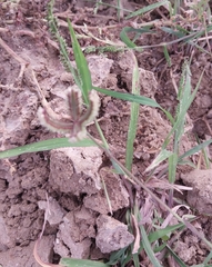Dactyloctenium aegyptium