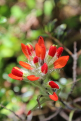 Castilleja scorzonerifolia