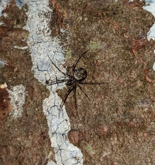 Drapetisca alteranda