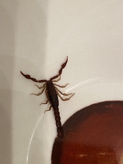 Vaejovis carolinianus