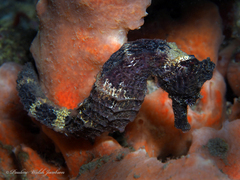 Hippocampus reidi