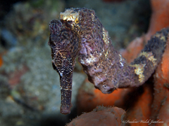 Hippocampus reidi