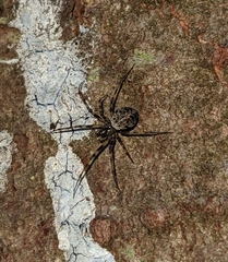 Drapetisca alteranda