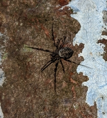 Drapetisca alteranda