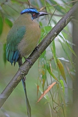 Momotus aequatorialis