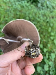 Agaricus sylvaticus