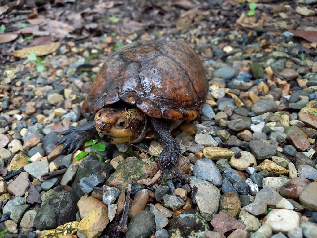 Southern White-lipped Mud Turtle from Atrato, Chocó, Colombia on ...