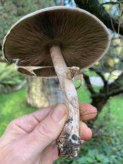 Agaricus sylvaticus