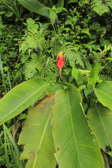 Heliconia episcopalis