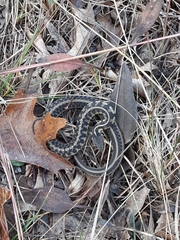 Thamnophis sirtalis semifasciatus
