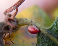 Pseudoneuroterus saliens