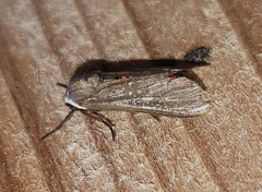 Euchaetes bolteri