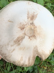 Agaricus sylvaticus