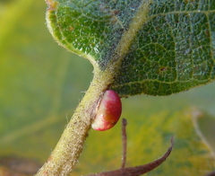 Pseudoneuroterus saliens