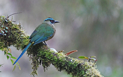 Momotus aequatorialis