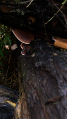 Ischnoderma resinosum