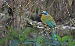 Momotus aequatorialis