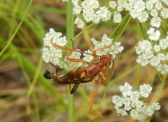 Strangalia virilis