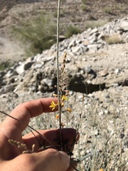 Hoffmannseggia microphylla