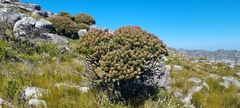 Mimetes fimbriifolius