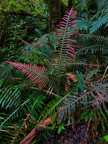 Lomaridium attenuatum image