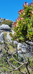 Mimetes fimbriifolius
