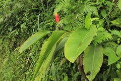 Heliconia episcopalis