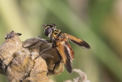 Trichopoda pictipennis