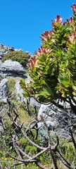 Mimetes fimbriifolius