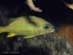 Haemulon flavolineatum