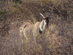 Tragelaphus oryx oryx