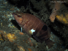 Serranus subligarius