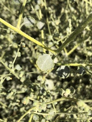 Dicoria canescens