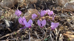 Cyclamen graecum