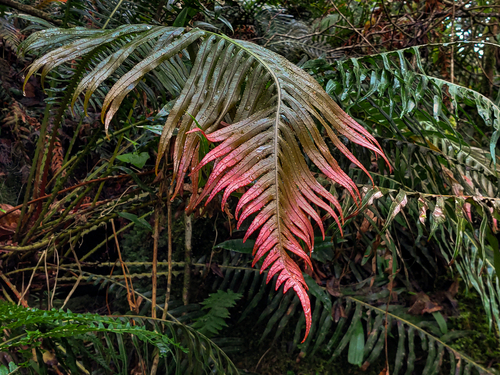 Lomaridium attenuatum image