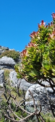 Mimetes fimbriifolius