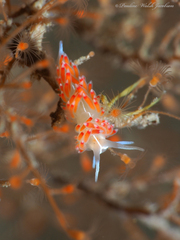 Coryphella verta