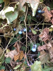 Ampelopsis glandulosa